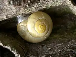 Garten-Bänderschnecke (Cepaea hortensis), rein gelbe Morphe