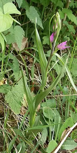 Cephalanthera rubra aufblühend