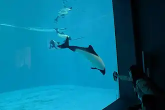 Commerson-Delfin, Toba Aquarium, Japan