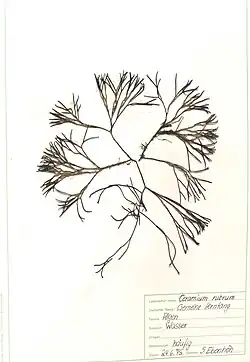 Herbarbeleg des Roten Horntanges