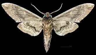 Ceratomia amyntor ♂ △