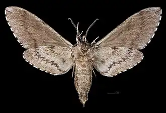 Ceratomia undulosa♂ △