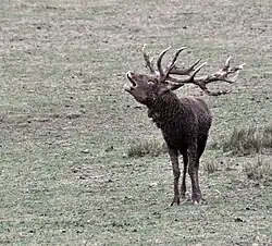 Rothirsch (Cervus elaphus)