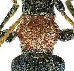 Abb. 11: Certallum ebulinum, Punktur ungleich dicht