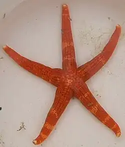 Certonardoa semiregularis