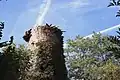 Reste des Schlossturmes