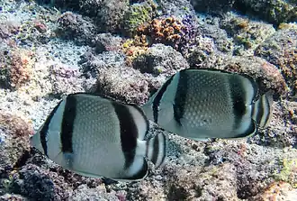 Ostpazifik-Falterfisch (C. humeralis)