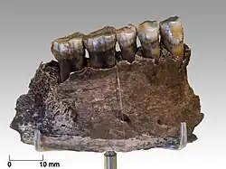 Unterkieferfragment Chagyrskaya 6 eines männlichen Erwachsenen mit 5 erhaltenen Zähnen