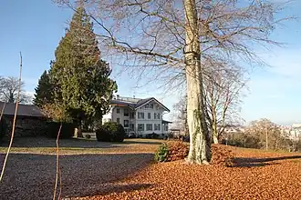 Chalet de Diesbach in La Schürra mit prächtigen Zypressen und Buchen im Park