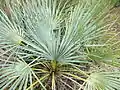 Chamaerops humilis var. argentea im Detail