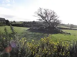 Loughmacrory Wedge Tomb