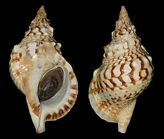 Knotentragende Tritonschnecke (Charonia lampas)