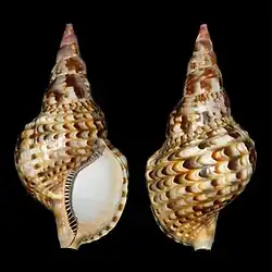 Atlantische Tritonschnecke (Charonia variegata)