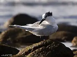 2015 Brandseeschwalbe