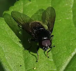Weißfuß-Erzschwebfliege (Cheilosia albitarsis, männlich)