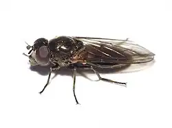 Cheilosia semifasciata (weiblich)