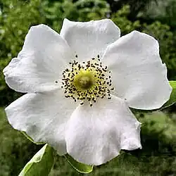 Cherokee-Rose