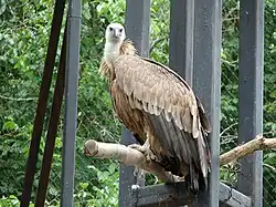 Gänsegeier (Gyps fulvus)