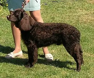 American Water Spaniel