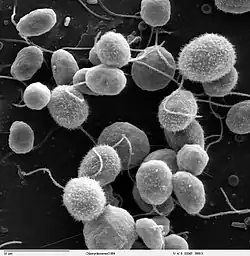 2014 Chlamydomonas reinhardtii