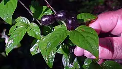 Chomelia brasiliana (ähnliches Bild)