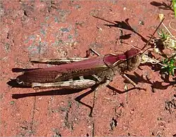 Weibchen in roter Farbvariante