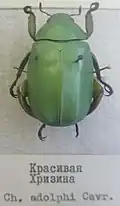 Chrysina adolphi