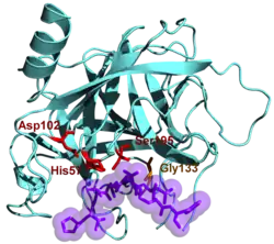 Chymotrypsin B