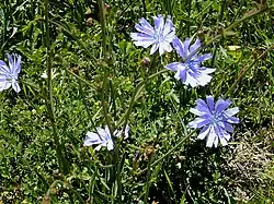 2020 Gemeine Wegwarte