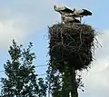 Storchennest in Gadkowice