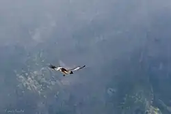 Foto einer fliegenden Réunionweihe über Bergland. Die Oberflügel sind noch nicht vollständig ausgefärbt.