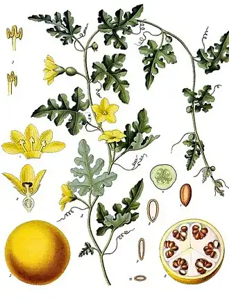 Koloquinte (Citrullus colocynthis)