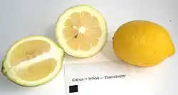 Früchte der Sorte 'Bianchetto' (das schwarze Quadrat hat eine Kantenlänge von 1&nbsp;cm)