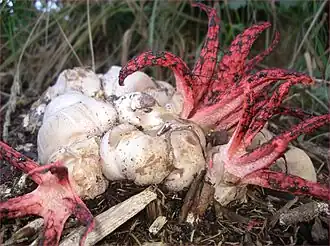 Tintenfischpilz (Clathrus archeri)