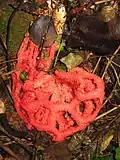 Roter Gitterling (Clathrus ruber)