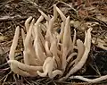 Rauchgraues Keulchen Clavaria fumosa