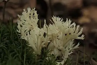 Kammförmiger Keulenpilz (Clavulina coralloides)