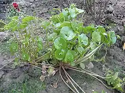 Gewöhnliches Tellerkraut (Winterportulak, Kubaspinat)