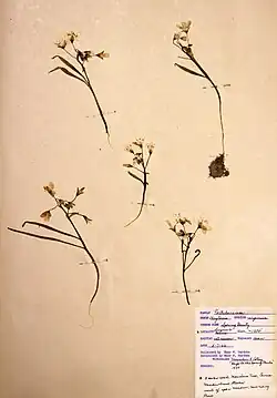 Claytonia virginica (die kleinen Knollen werden verwendet)