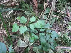 Gewöhnliche Waldrebe (junge Sprossen) (nur gekocht)