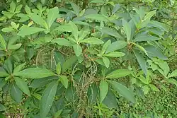 Clethra barbinervis (Blätter)