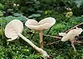 Auch der schmächtigere Duft-Trichterling (Clitocybe fragrans) verströmt einen prägnanten Anisgeruch.