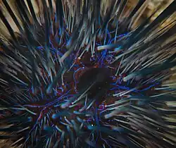 Nahaufnahme der Analpapille eines Atlantischen Diademseeigels