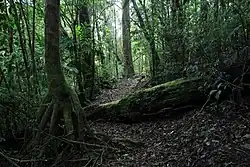Nebelwald im Municipio Ángel Albino Corzo