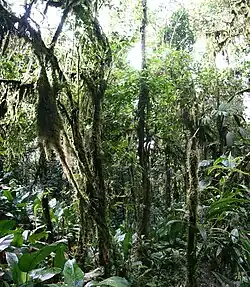 Foto aus dem Inneren eines Tropenwaldes.