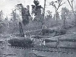 Elefanten beim Holzrücken