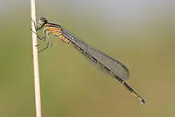 Vor einem einheitlichen grünlich braunen Hintergrund eine orange-ockerfarbene Libelle an einen Halm geklammert.