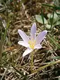 Colchicum alpinum in einem Sammlungsgarten