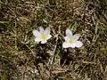 Colchicum alpinum, La Bérarde, Oisans
