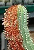 Coleocephalocereus pluricostatus